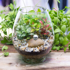 Cách trồng cây kim ngân để bàn đúng cách