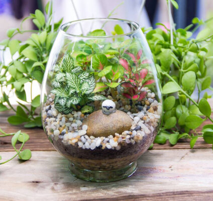 Cách trồng cây kim ngân để bàn đúng cách