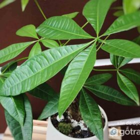 Những công dụng của cây Kim Ngân trong cuộc sống