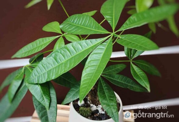 Những công dụng của cây Kim Ngân trong cuộc sống