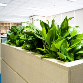 Tiêu chí chọn cây cảnh văn phòng thích hợp