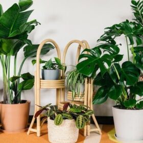 Trồng Cây gì hợp Mệnh để gặp nhiều may mắn?